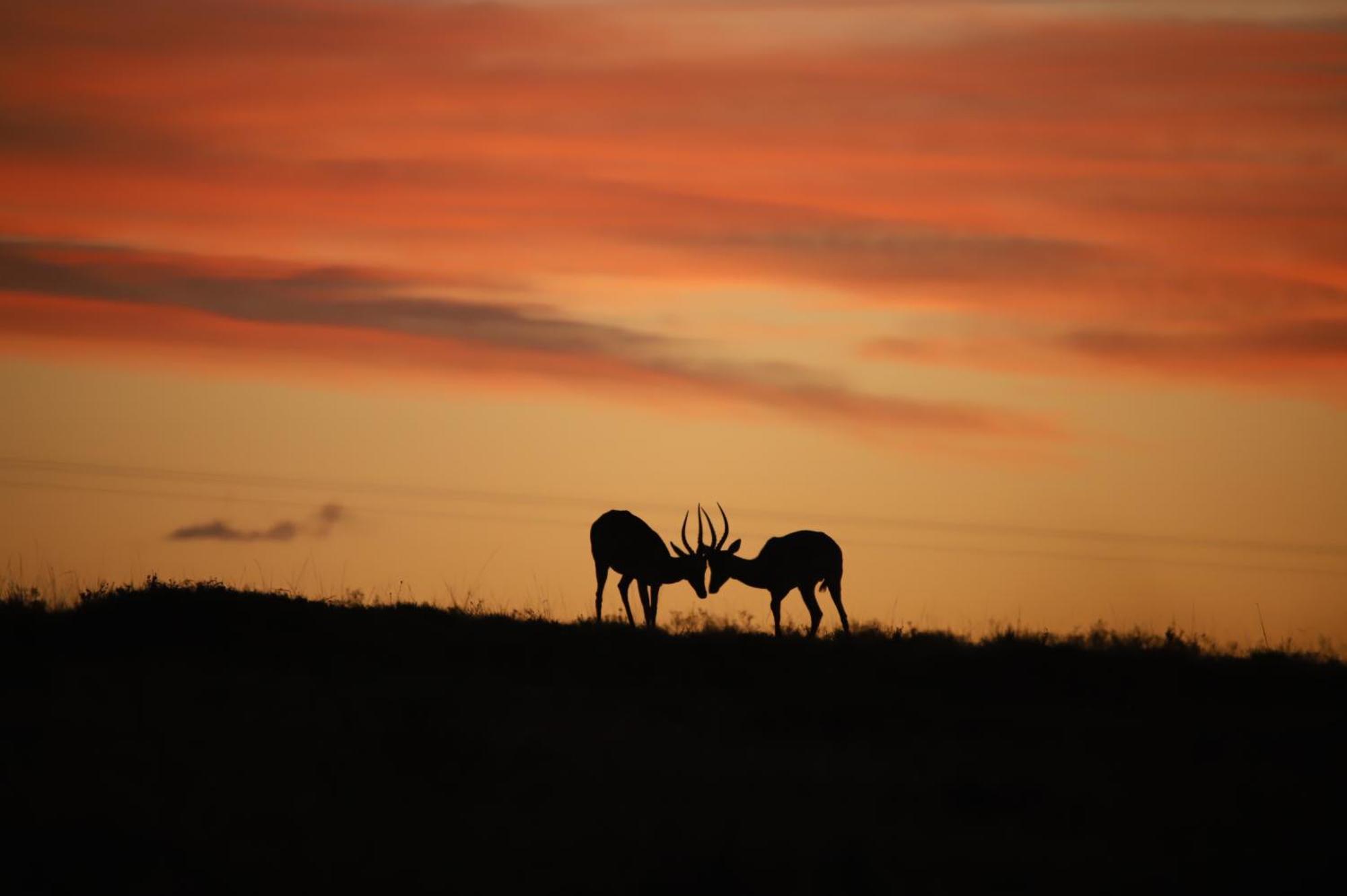 The Ranch House At African Safari Lodge Grahamstown Bagian luar foto