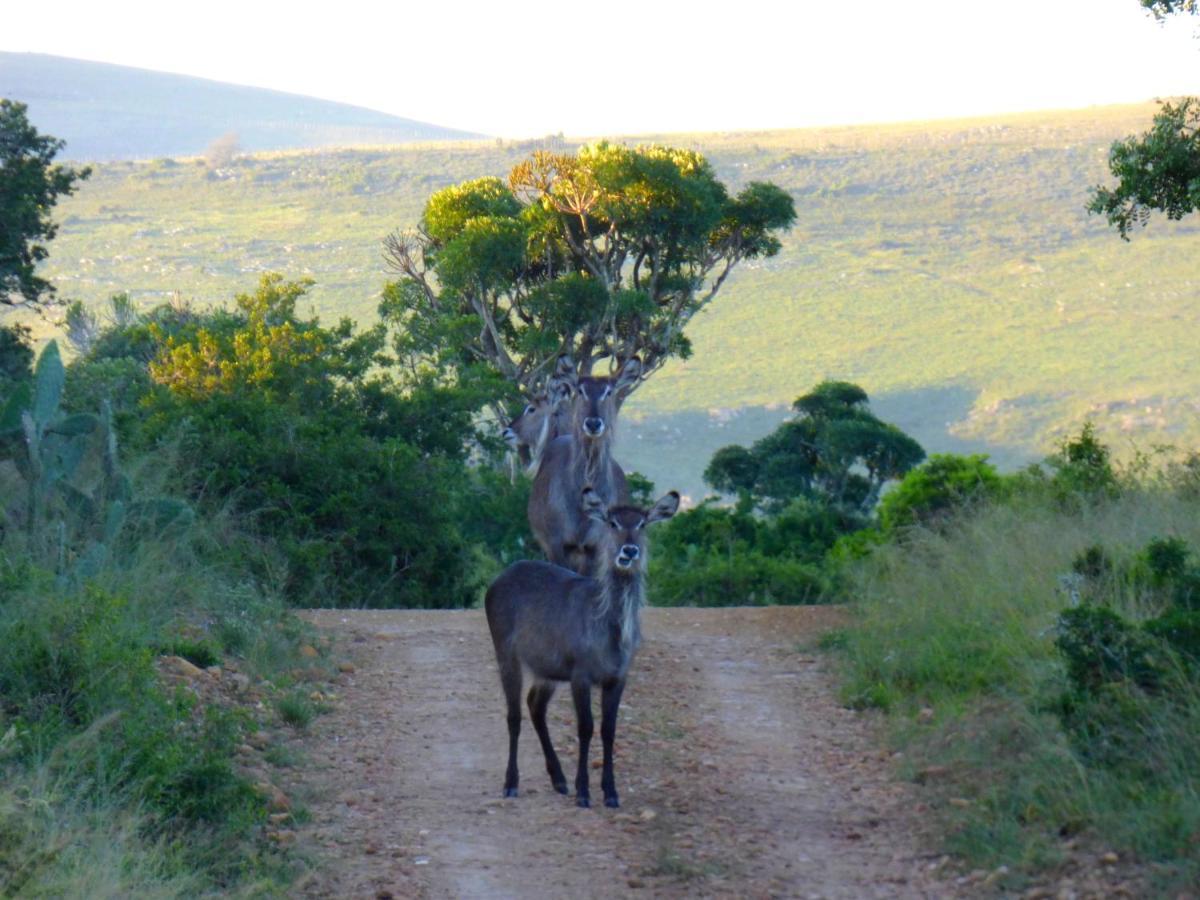 The Ranch House At African Safari Lodge Grahamstown Bagian luar foto