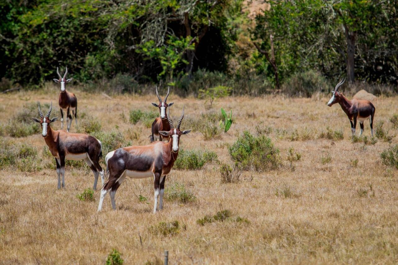 The Ranch House At African Safari Lodge Grahamstown Bagian luar foto
